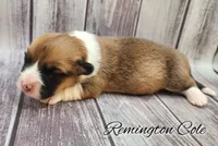 Remington Cole – Ranch Raised Male | ACA & CKC | NC, a male Pembroke Welsh Corgi for sale in Greensboro, NC – Photo 1 of 5