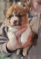 “Fluffy Pembroke Welsh Corgi Male – Long Hair – ACA/CKC – NC”, a male Pembroke Welsh Corgi for sale in Greensboro, NC – Photo 1 of 5