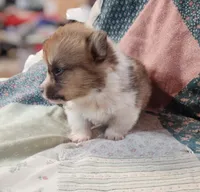 “Fluffy Pembroke Welsh Corgi Male – Long Hair – ACA/CKC – NC”, a male Pembroke Welsh Corgi for sale in Greensboro, NC – Photo 2 of 5