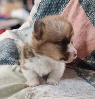 “Fluffy Pembroke Welsh Corgi Male – Long Hair – ACA/CKC – NC”, a male Pembroke Welsh Corgi for sale in Greensboro, NC – Photo 3 of 5