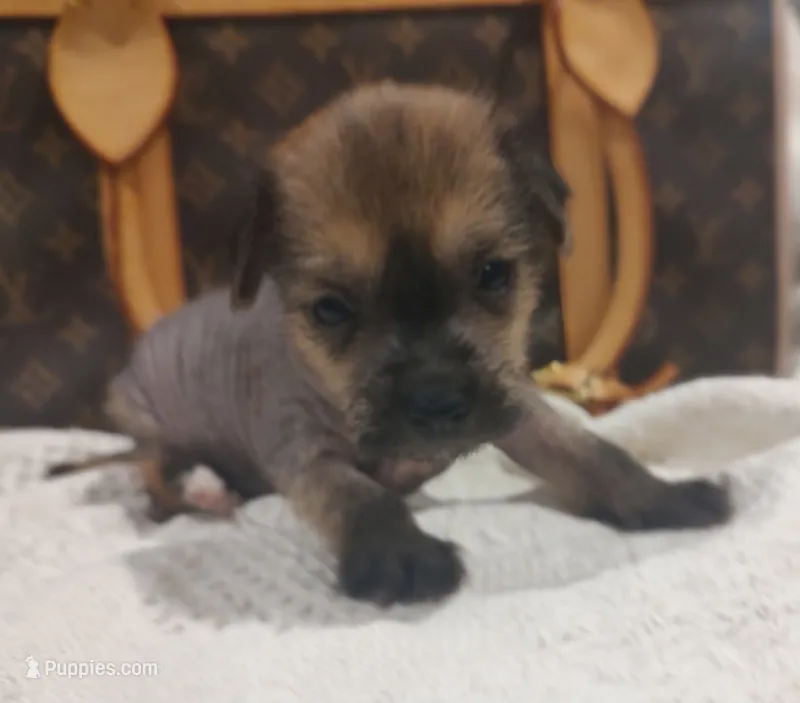 Boss – Chihuahua, Chinese Crested puppy for sale in Greensboro, NC