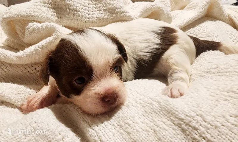 Louis – Chinese Crested puppy for sale in Greensboro, NC