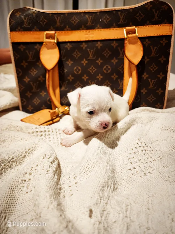 Ice  – Chihuahua, Chinese Crested puppy for sale in Greensboro, NC