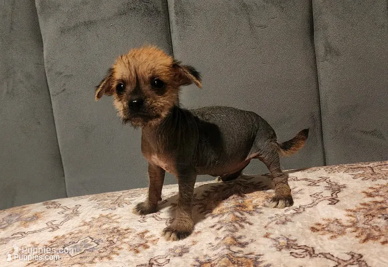 Chio – Chihuahua, Chinese Crested puppy for sale in Greensboro, NC