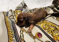 Knox, a male Miniature Dachshund for sale in Greensboro, NC – 2 of 3