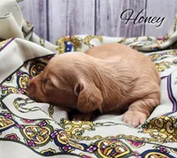 Honey, a female Miniature Dachshund for sale in Greensboro, NC – 1 of 5