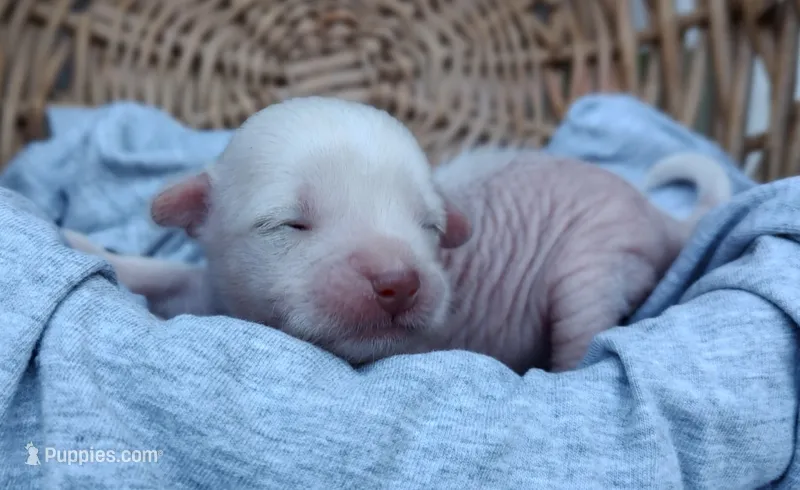 Cashmere  – Chinese Crested puppy for sale in Greensboro, NC