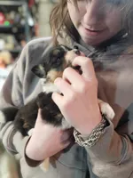 “Fluffy Pembroke Welsh Corgi Female – long hair – ACA/CKC – NC”, a female Pembroke Welsh Corgi for sale in Greensboro, NC – Photo 3 of 5