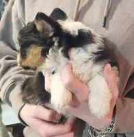 “Fluffy Pembroke Welsh Corgi Female – long hair – ACA/CKC – NC”, a female Pembroke Welsh Corgi for sale in Greensboro, NC – Photo 2 of 5