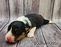 Dallas Mae – Ranch Raised Dark Tri Female | ACA & CKC | NC, a female Pembroke Welsh Corgi for sale in Greensboro, NC – Photo 1 of 5