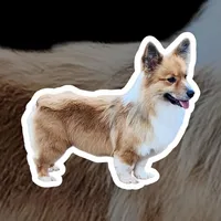 “Fluffy Pembroke Welsh Corgi Female – long hair – ACA/CKC – NC”, a female Pembroke Welsh Corgi for sale in Greensboro, NC – Photo 4 of 5