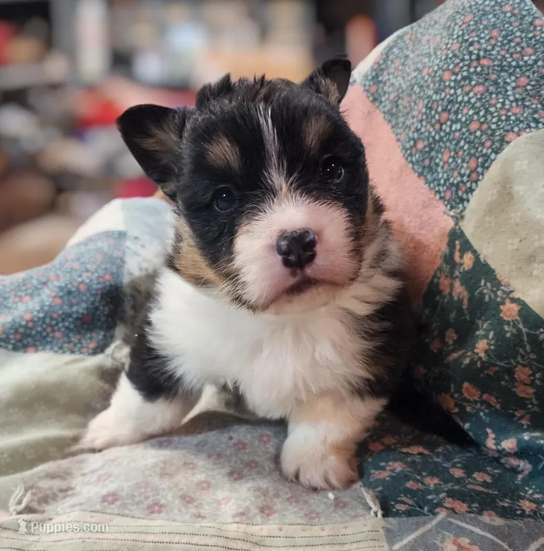 “Fluffy Pembroke Welsh Corgi Female – long hair – ACA/CKC – NC” – Pembroke Welsh Corgi puppy for sale in Greensboro, NC