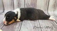 Dallas Mae – Ranch Raised Dark Tri Female | ACA & CKC | NC, a female Pembroke Welsh Corgi for sale in Greensboro, NC – Photo 2 of 5