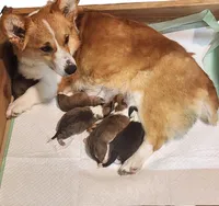 Dallas Mae – Ranch Raised Dark Tri Female | ACA & CKC | NC, a female Pembroke Welsh Corgi for sale in Greensboro, NC – Photo 3 of 5