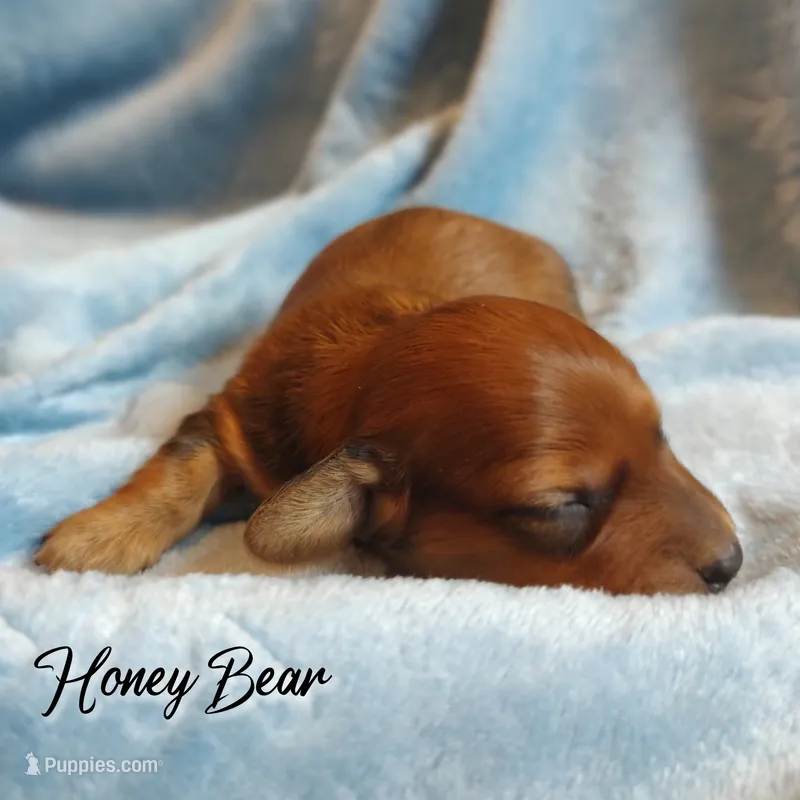 Honey Bear  – Miniature Dachshund puppy for sale in Greensboro, NC
