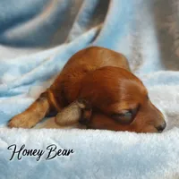 Honey Bear , a male Miniature Dachshund for sale in Greensboro, NC – 1 of 5
