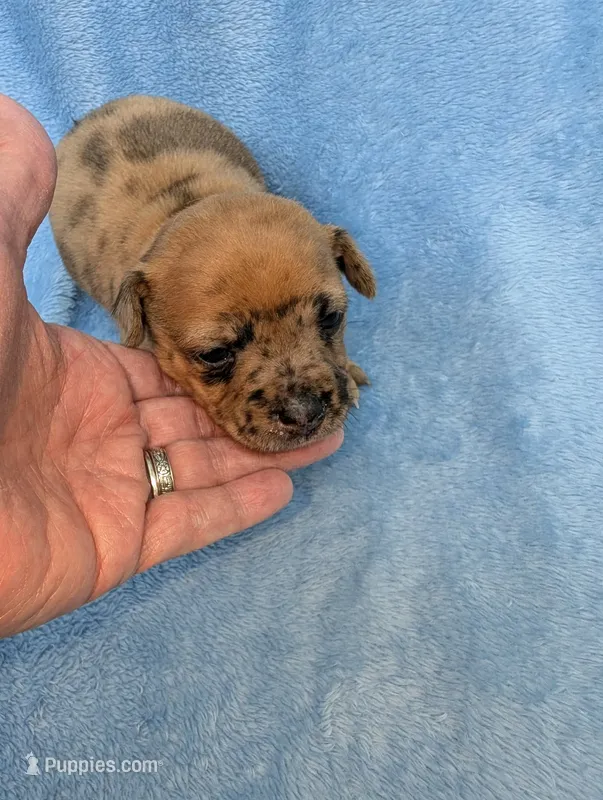 Romeo. – Chihuahua, Chinese Crested puppy for sale in Greensboro, NC