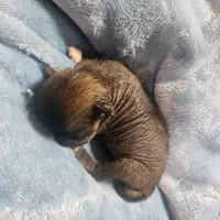 Onyx, a female Chihuahua and Chinese Crested for sale in Greensboro, NC – Photo 4 of 4