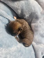 Onyx, a female Chihuahua and Chinese Crested for sale in Greensboro, NC – Photo 4 of 4