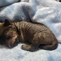 Onyx, a female Chihuahua and Chinese Crested for sale in Greensboro, NC – Photo 2 of 4