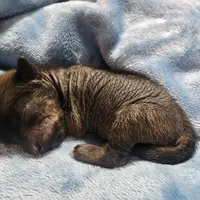 Onyx, a female Chihuahua and Chinese Crested for sale in Greensboro, NC – Photo 3 of 4