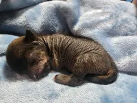 Onyx, a female Chihuahua and Chinese Crested for sale in Greensboro, NC – Photo 3 of 4