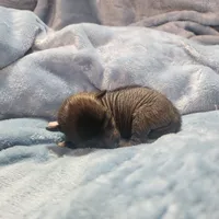 Onyx, a female Chihuahua and Chinese Crested for sale in Greensboro, NC – Photo 1 of 4