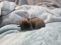 Onyx, a female Chihuahua and Chinese Crested for sale in Greensboro, NC – Photo 1 of 4