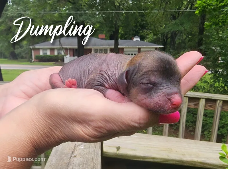 Dumping  – Chihuahua, Chinese Crested puppy for sale in Greensboro, NC