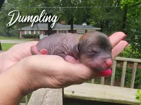 Dumping , a male Chihuahua and Chinese Crested for sale in Greensboro, NC – 1 of 5