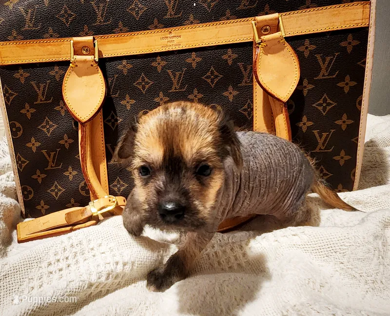 Boss – Chihuahua, Chinese Crested puppy for sale in Greensboro, NC