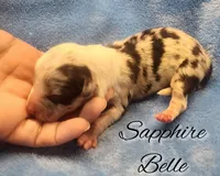 Sapphire Belle – Fluffy Blue Merle Pembroke Welsh Corgi Female 💙✨, a female Pembroke Welsh Corgi for sale in Greensboro, NC – Photo 2 of 4
