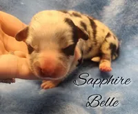 Sapphire Belle – Fluffy Blue Merle Pembroke Welsh Corgi Female 💙✨, a female Pembroke Welsh Corgi for sale in Greensboro, NC – Photo 1 of 4