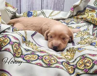 Honey, a female Miniature Dachshund for sale in Greensboro, NC – 2 of 5