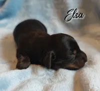 Elsa, a female Miniature Dachshund for sale in Greensboro, NC – 2 of 6
