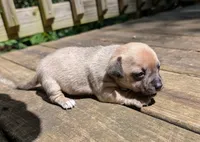 Savannah, a female Chinese Crested for sale in Greensboro, NC – 3 of 8