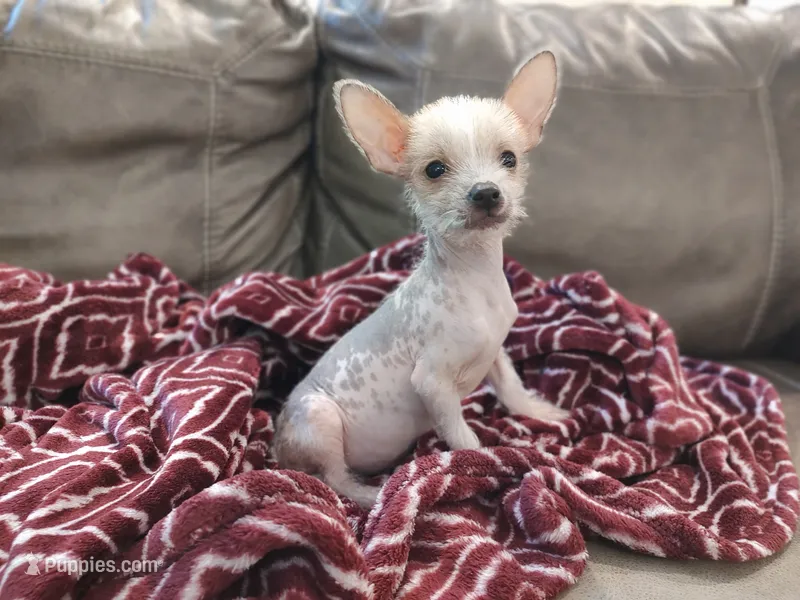 Musketeer hairless (  – Chihuahua, Chinese Crested puppy for sale in Greensboro, NC