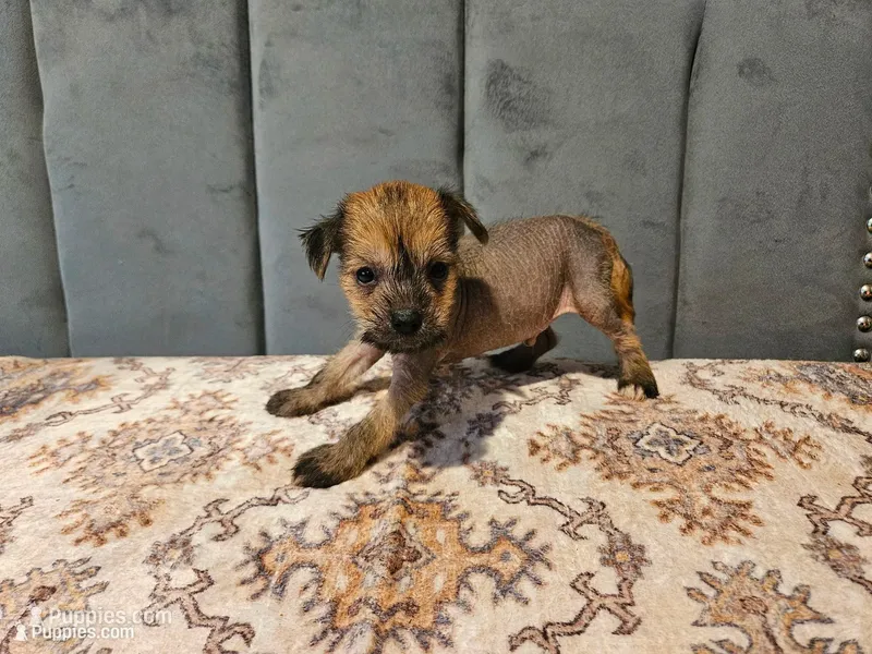 Boss – Chihuahua, Chinese Crested puppy for sale in Greensboro, NC