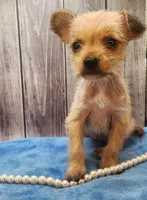 Hairy Hairless Chinese Crested Chihuahua – Female Toy Puppy | NC, a female Chihuahua and Chinese Crested for sale in Greensboro, NC – 2 of 9