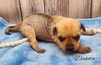 Hairy Hairless Chinese Crested Chihuahua – Female Toy Puppy | NC, a female Chihuahua and Chinese Crested for sale in Greensboro, NC – Photo 3 of 8