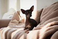 Hairy Hairless Chinese Crested Chihuahua – Female Toy Puppy | NC, a female Chihuahua and Chinese Crested for sale in Greensboro, NC – Photo 4 of 5