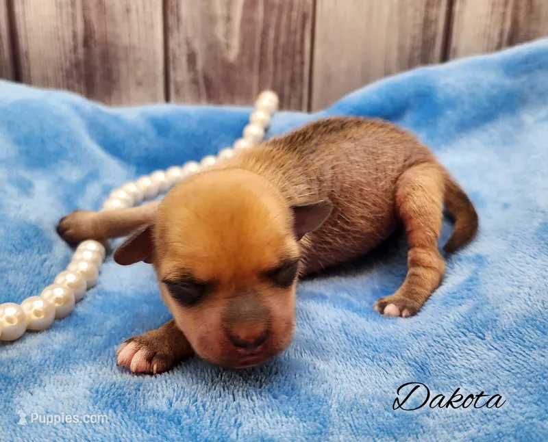 Hairy Hairless Chinese Crested Chihuahua – Female Toy Puppy | NC – Chihuahua, Chinese Crested puppy for sale in Greensboro, NC