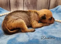 Hairy Hairless Chinese Crested Chihuahua – Female Toy Puppy | NC, a female Chihuahua and Chinese Crested for sale in Greensboro, NC – Photo 1 of 8