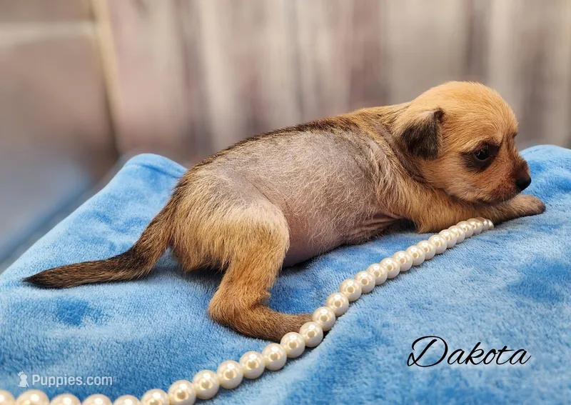 Hairy Hairless Chinese Crested Chihuahua – Female Toy Puppy | NC – Chihuahua, Chinese Crested puppy for sale in Greensboro, NC