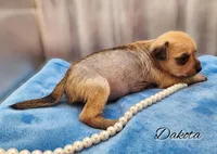 Hairy Hairless Chinese Crested Chihuahua – Female Toy Puppy | NC, a female Chihuahua and Chinese Crested for sale in Greensboro, NC – 4 of 9