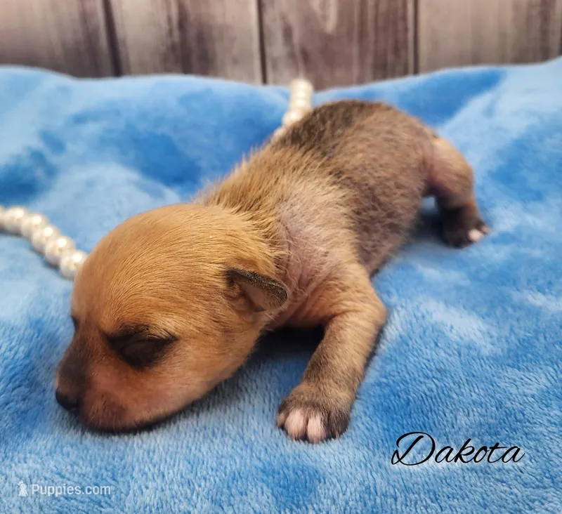 Hairy Hairless Chinese Crested Chihuahua – Female Toy Puppy | NC – Chihuahua, Chinese Crested puppy for sale in Greensboro, NC