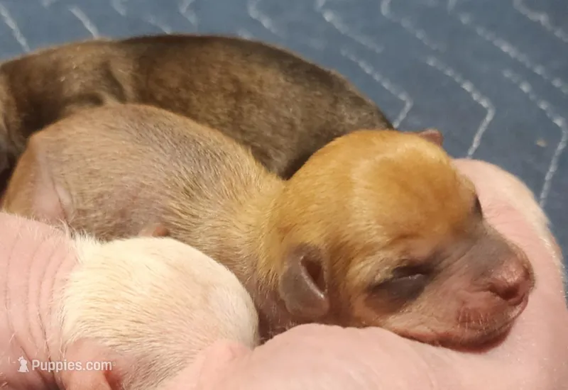 Hairy Hairless Chinese Crested Chihuahua – Female Toy Puppy | NC – Chihuahua, Chinese Crested puppy for sale in Greensboro, NC