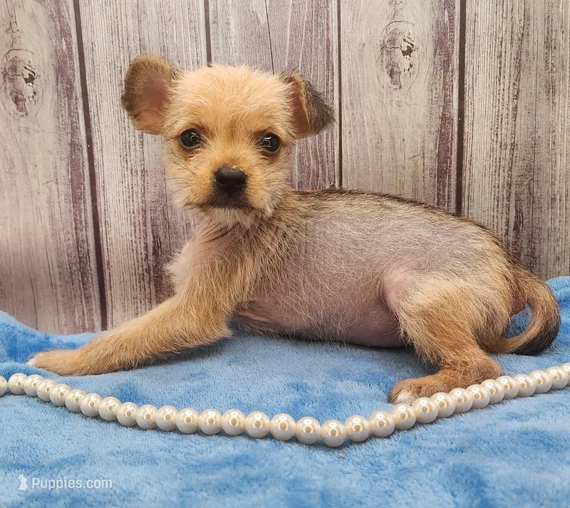 Hairy Hairless Chinese Crested Chihuahua – Female Toy Puppy | NC – Chihuahua, Chinese Crested puppy for sale in Greensboro, NC