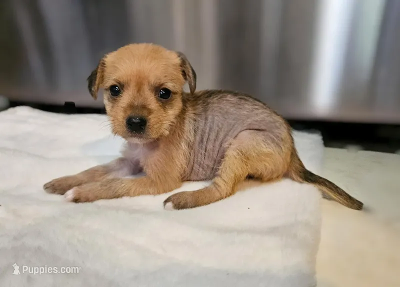 Hairy Hairless Chinese Crested Chihuahua – Female Toy Puppy | NC – Chihuahua, Chinese Crested puppy for sale in Greensboro, NC