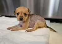 Hairy Hairless Chinese Crested Chihuahua – Female Toy Puppy | NC, a female Chihuahua and Chinese Crested for sale in Greensboro, NC – 3 of 9